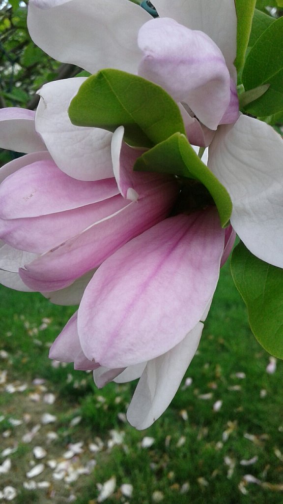 Magnola Blossom