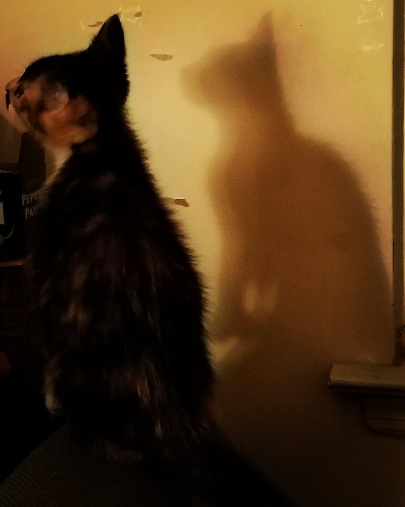 Kitty Shadow 