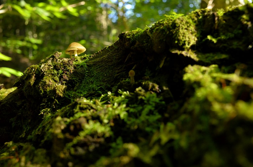 Mushroom on a Stump