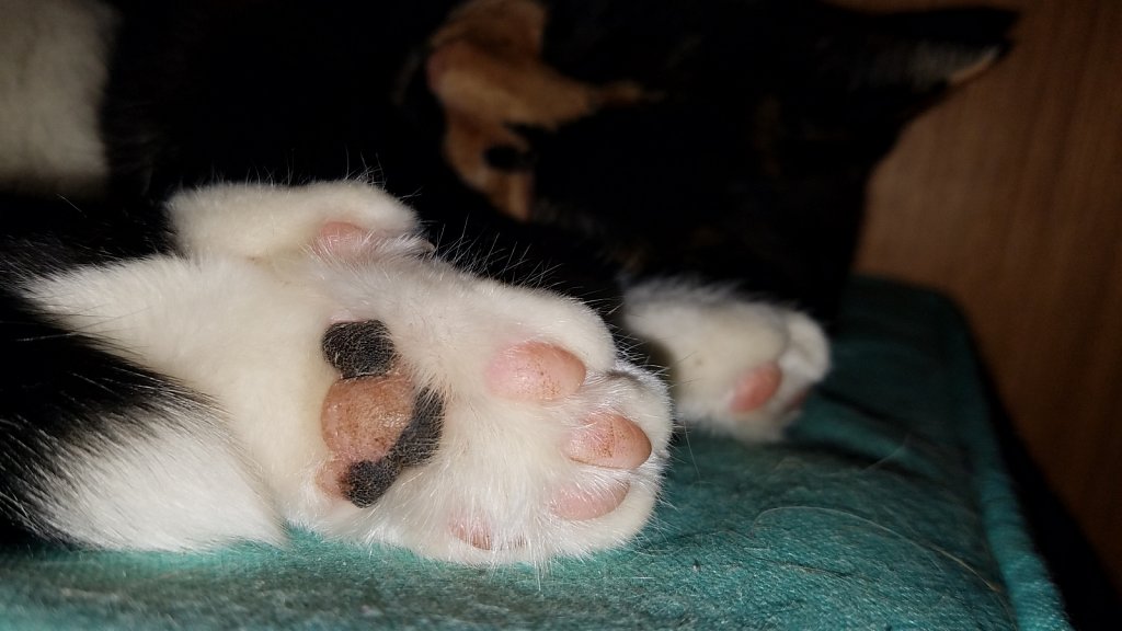 Sleepy Beans
