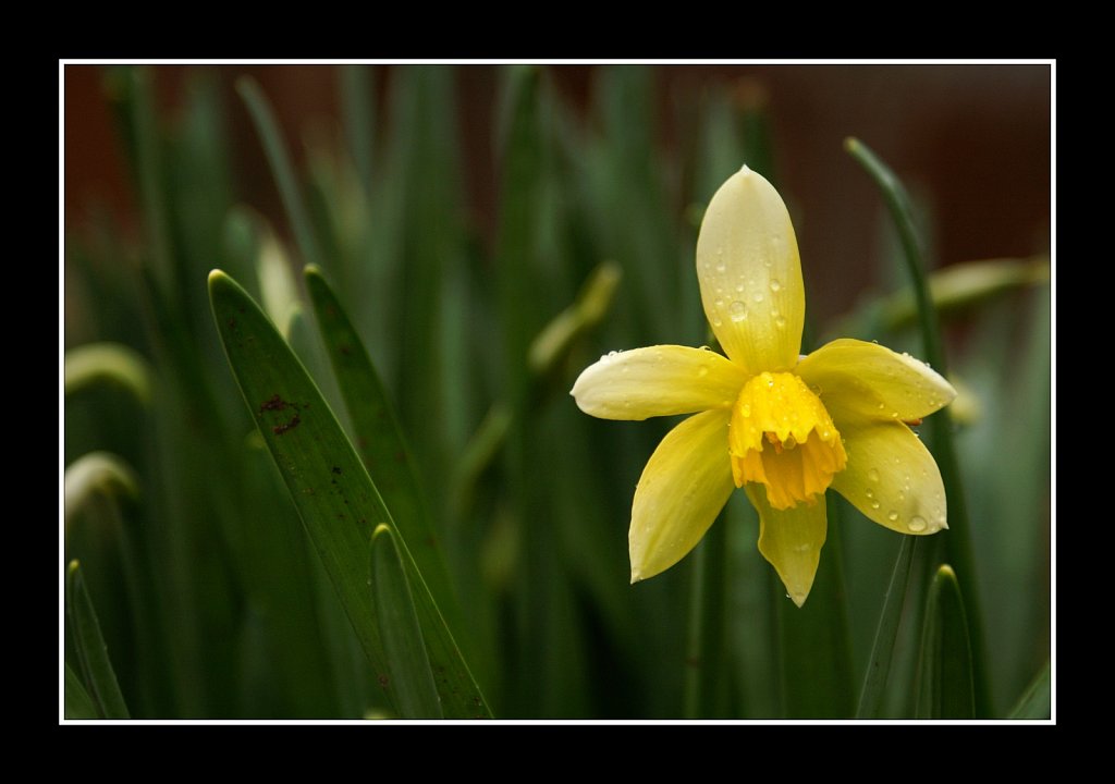 Daffodil In the Rain