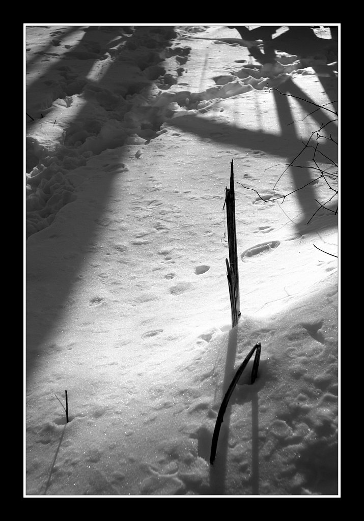 Shadows On The Snow