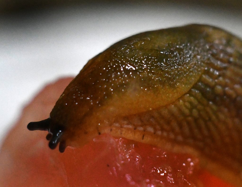 Snail-eating-Watermelon-4328.JPG