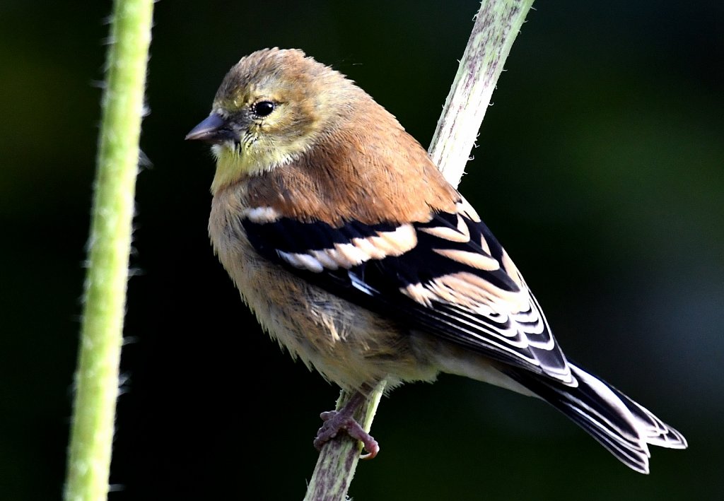 Female-Goldfinch-4190.jpg