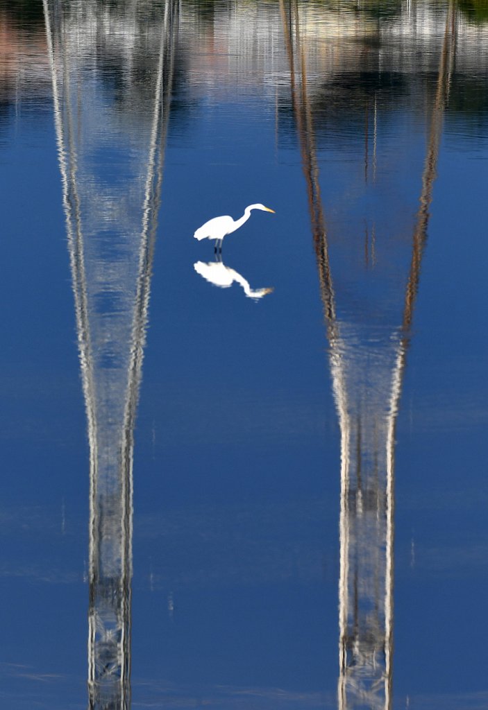 Great-Egret-reflection-of-power-lines-in-water-4553.JPG