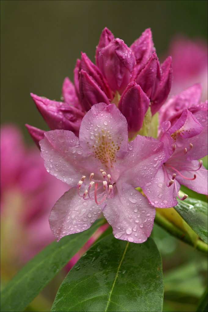 Rhododendrons 