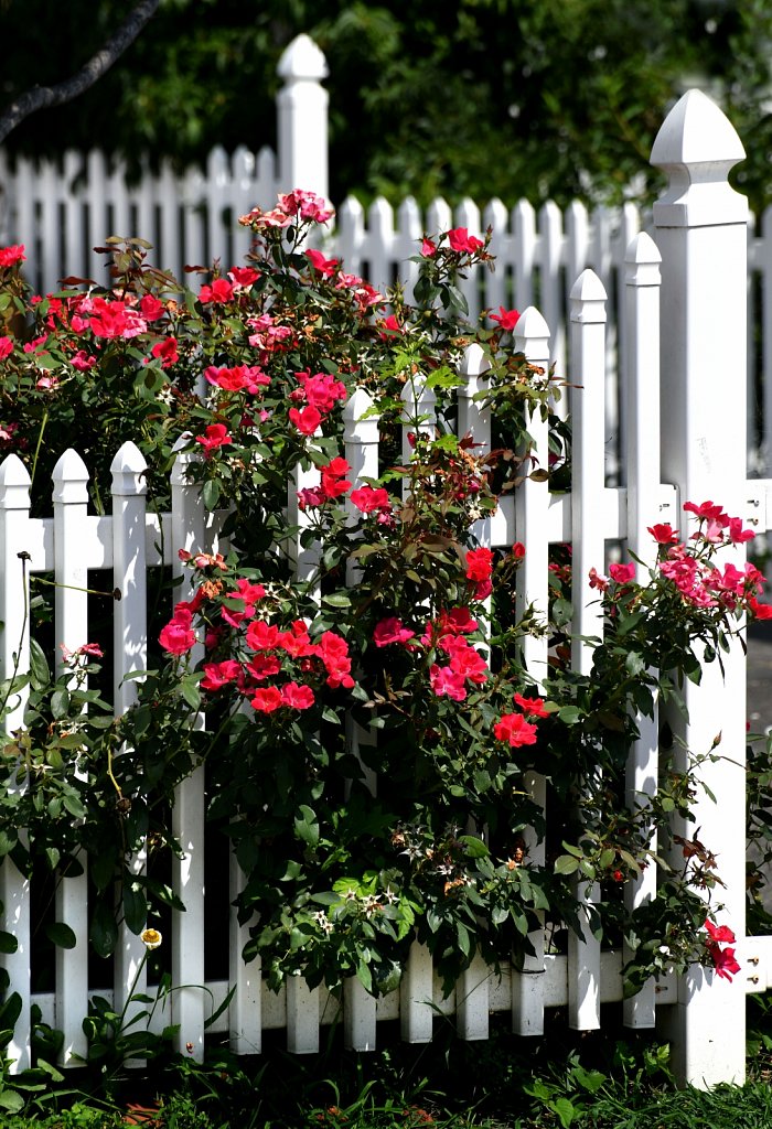 White-Fence-Roses-3-2256-copy.jpg