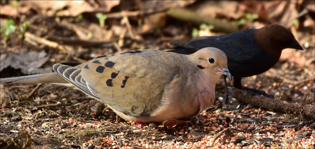 Mourning Dove and Black-headed Cowbird
