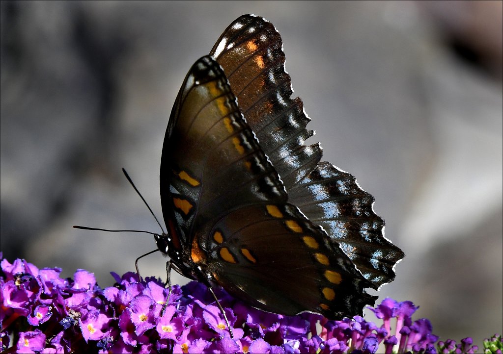 Red-Spotted Purple 