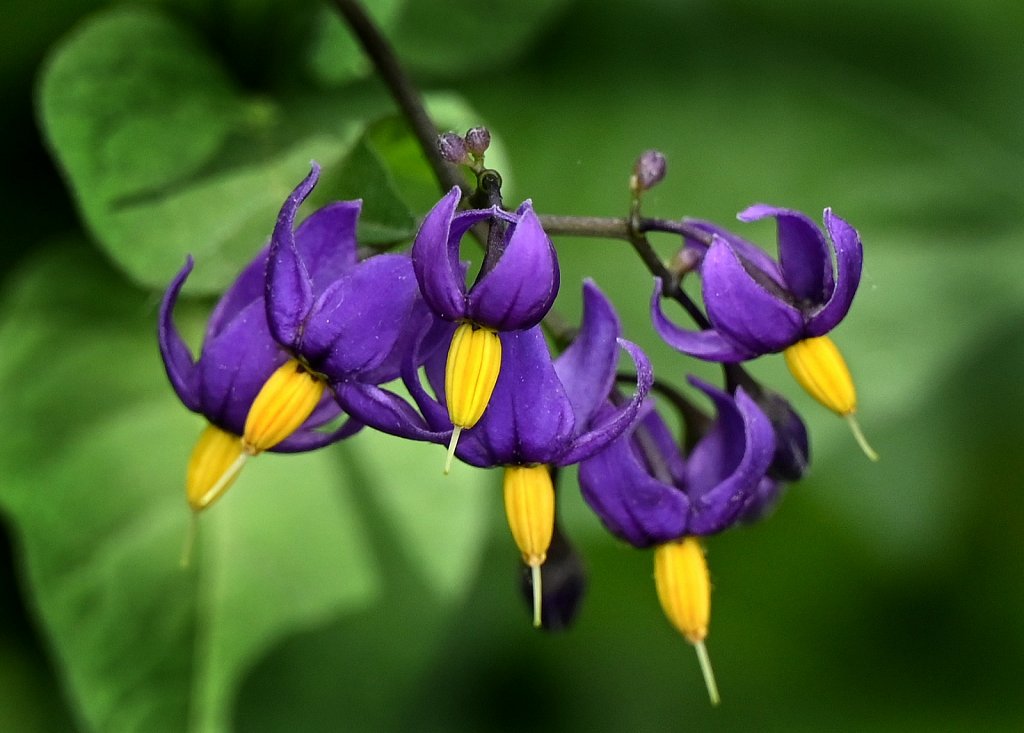 Purple-Flower-Vine-4861-copy.jpg