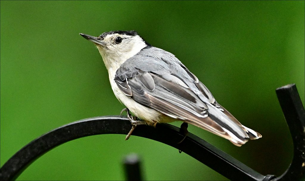 White Brested Nuthatch