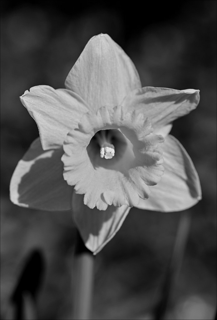 Early Daffodils 