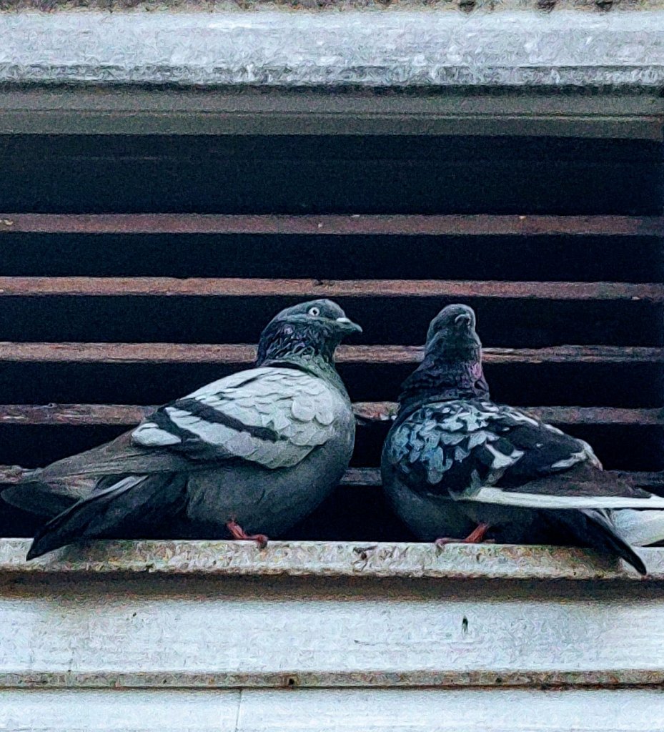 The Evening Perch