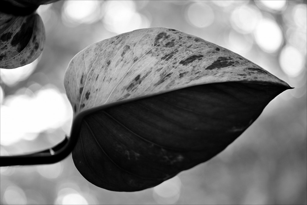 Philodendrons Leaf