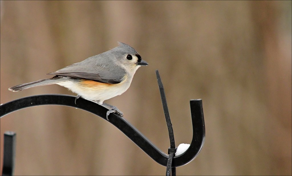 Tuffted Titmouse 