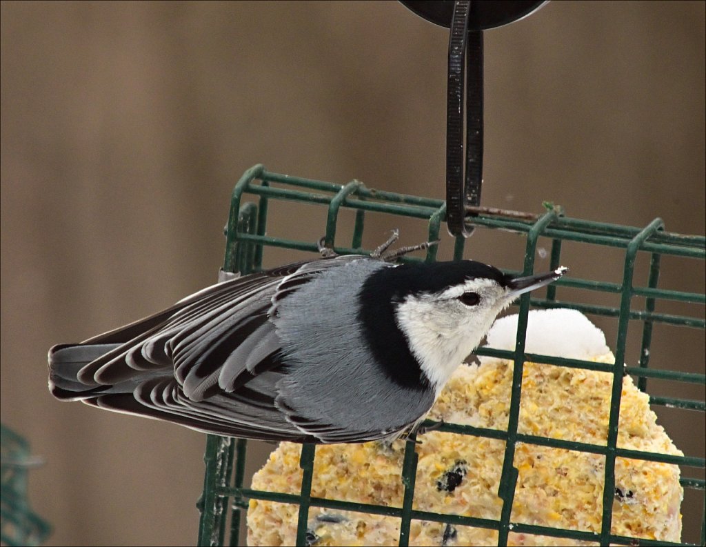 White Brested Nuthatch 