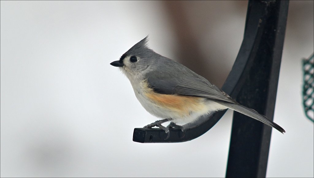 Tuffted Titmouse 