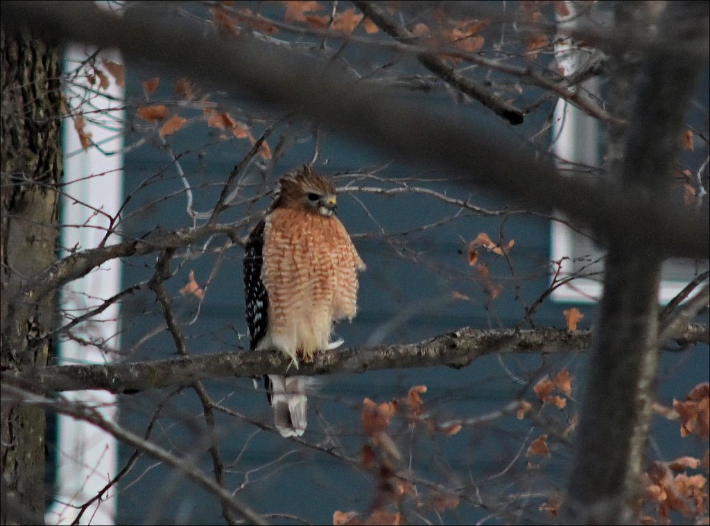 Redtail Hawk