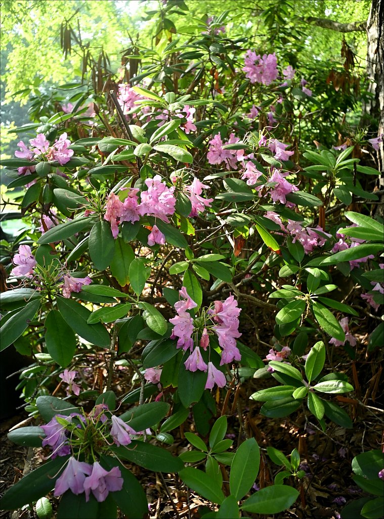 Rhododendron