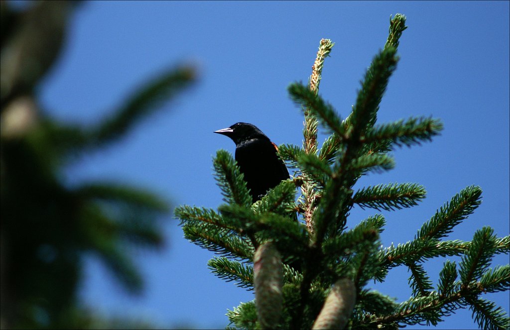 Red Wing Blackbird