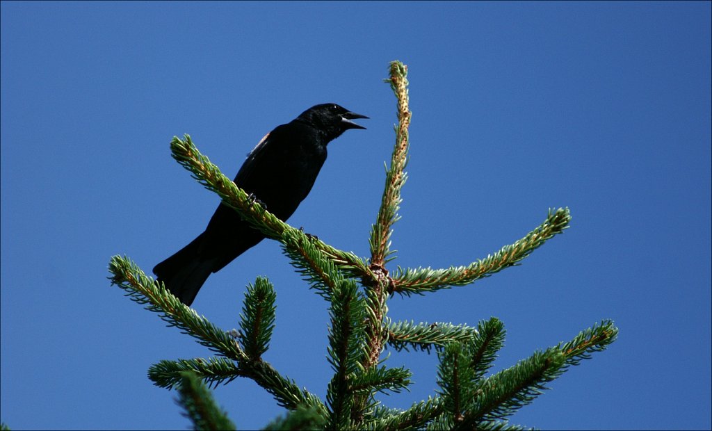 Red Wing Blackbird