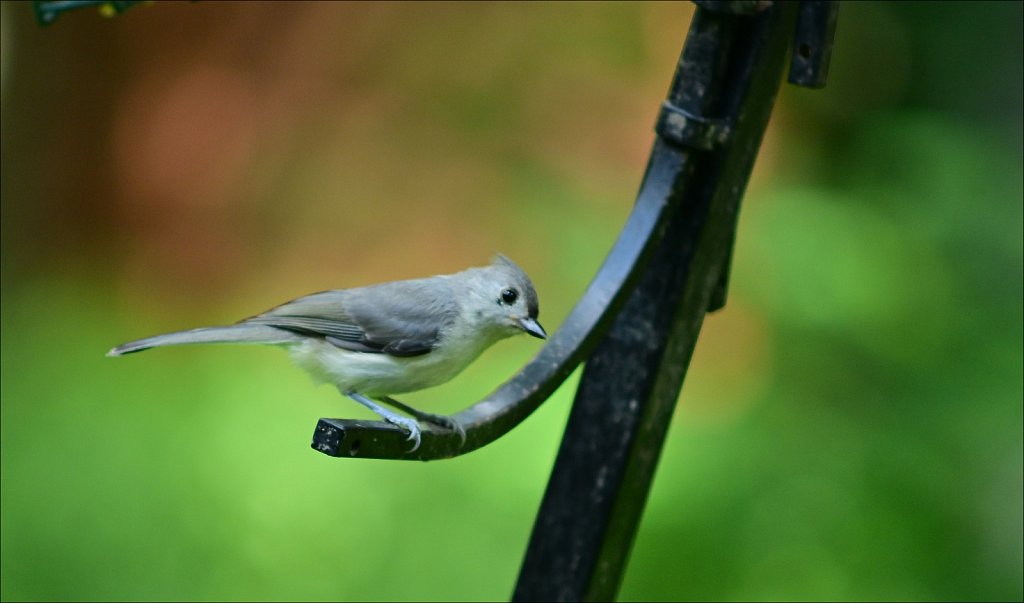 Tufted Titmouse