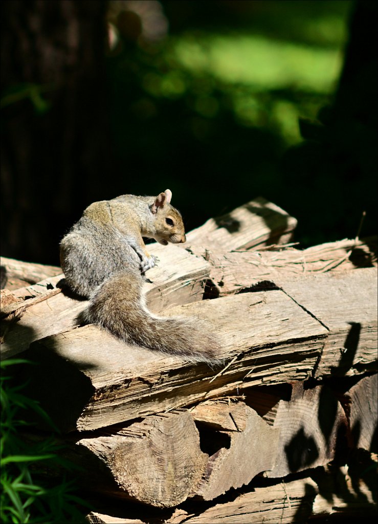 Eastern gray squirrel 