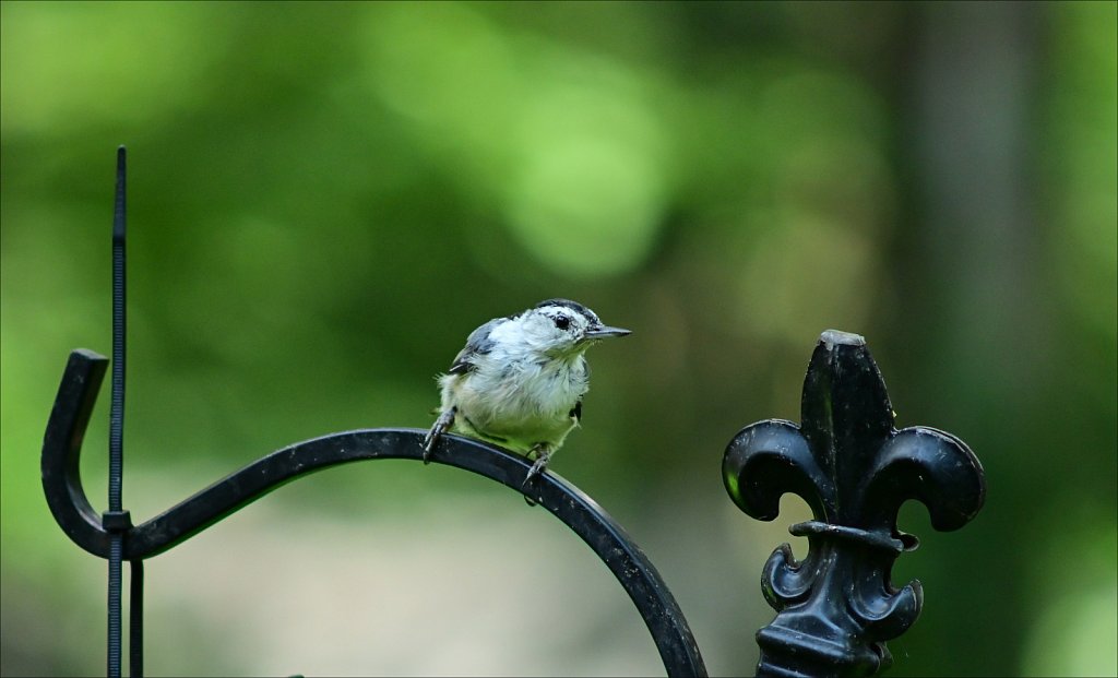 White Brested Nuthatch