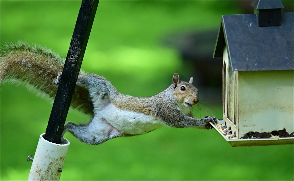 Eastern gray squirrel 