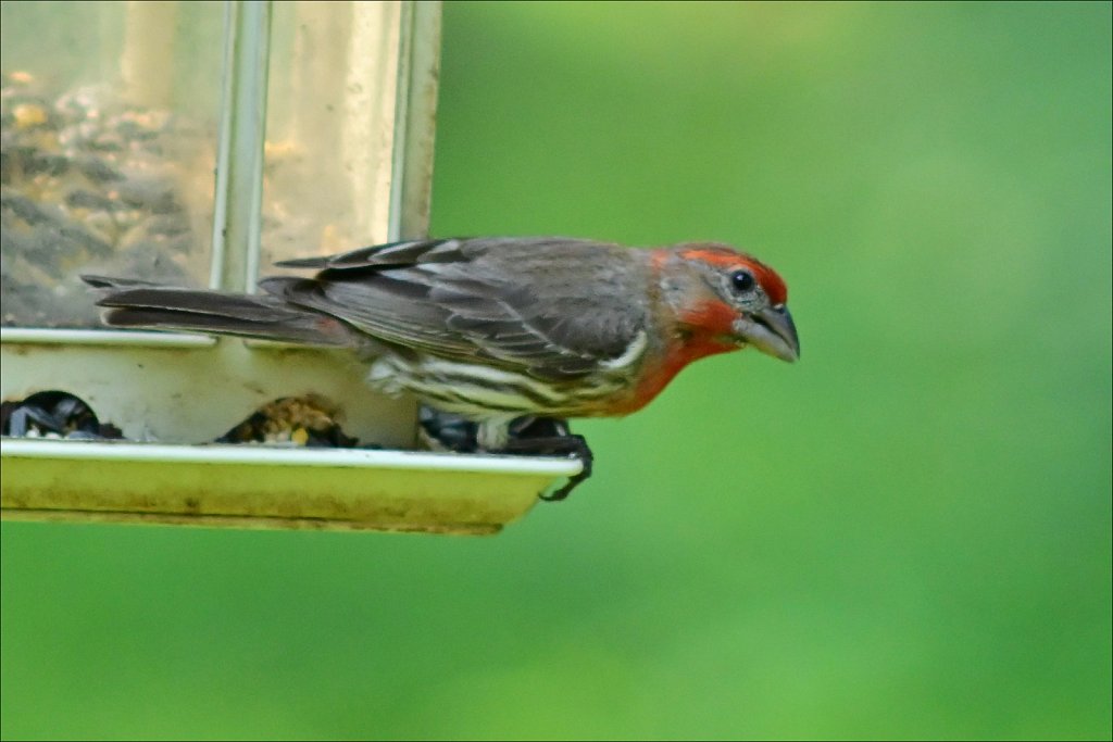 House Finch