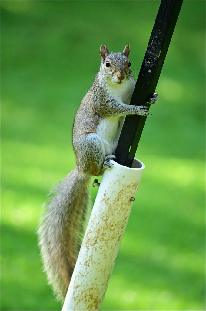Eastern gray squirrel  