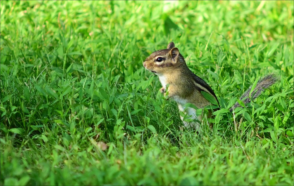 Chipmonk