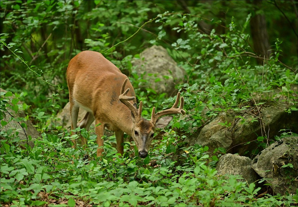 Whitetail Deer
