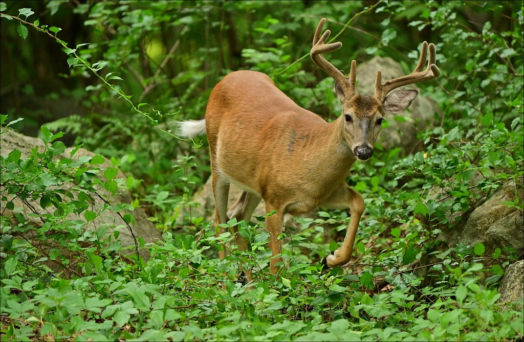 Whitetail Deer