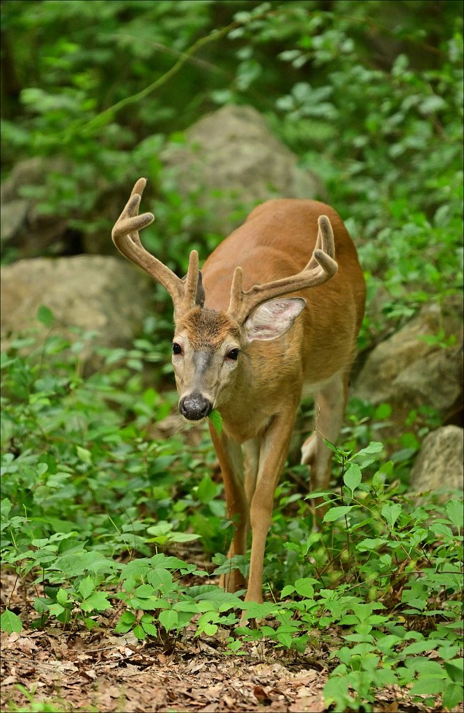 Whitetail Deer