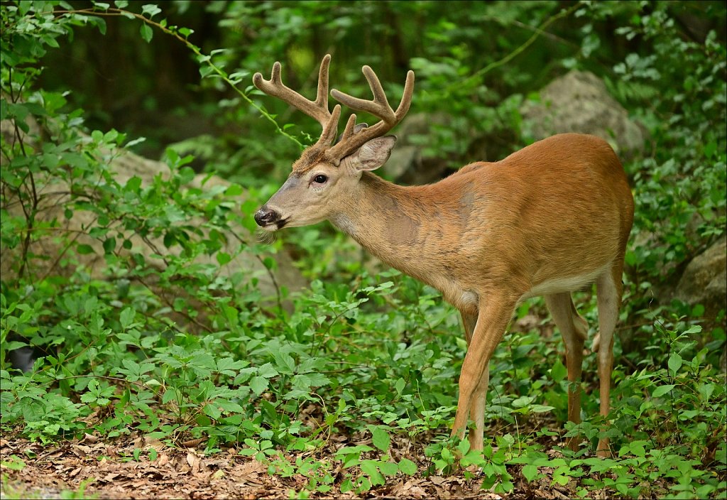 Whitetail Deer