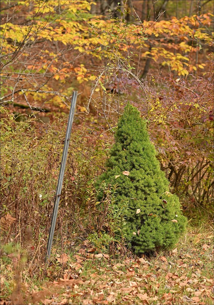 Fall 2025 Upstate NY